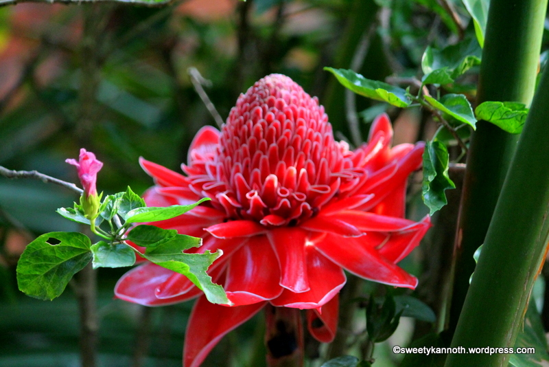 Torch ginger lilly - saturated